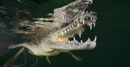 crocodile_american_chiq_jar_h_0147_cub1672.jpg